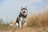 SIBERIAN HUSKY 063